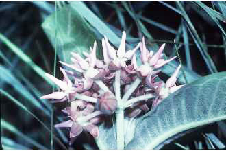 Asclepias-speciosa