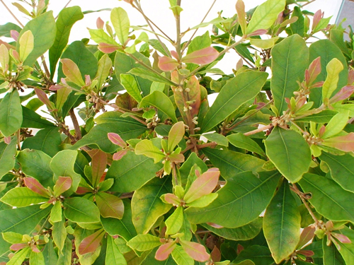 Miracle Fruit soil test results 3-09