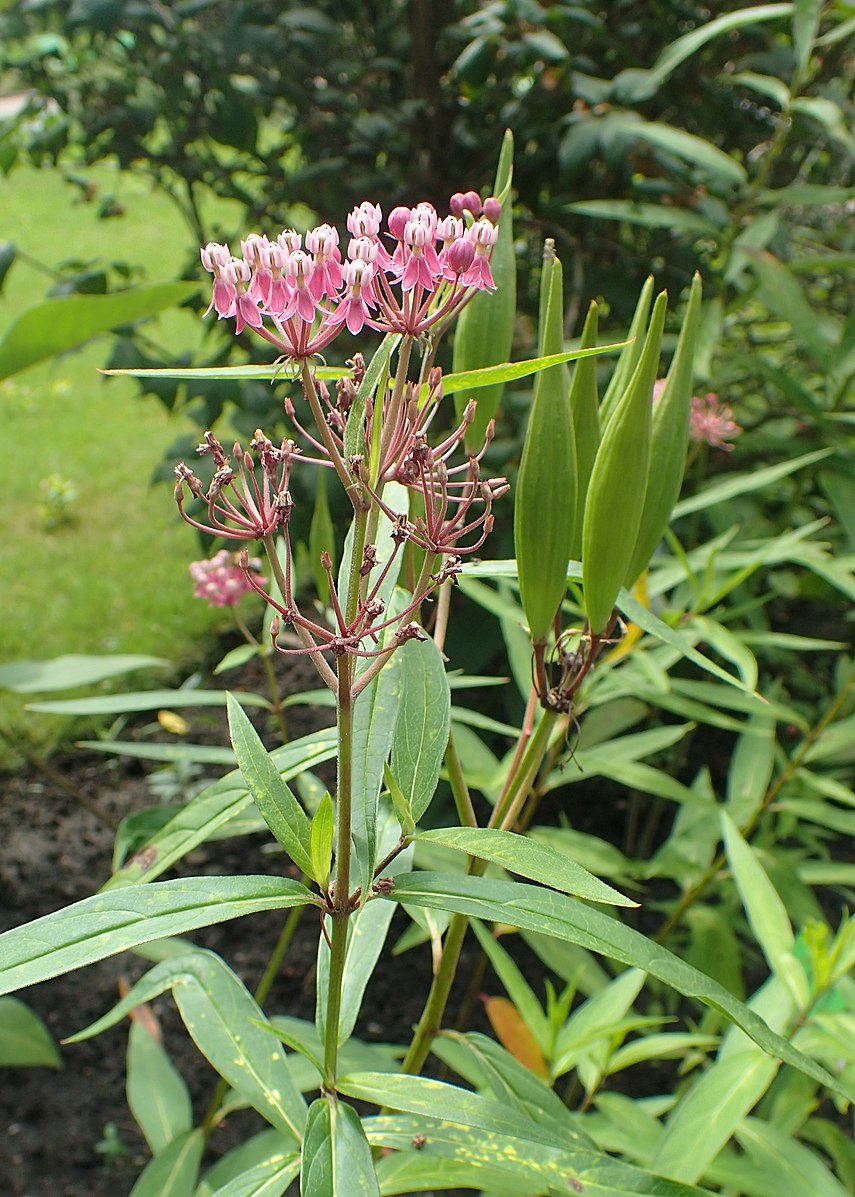 Asclepias Incarnata