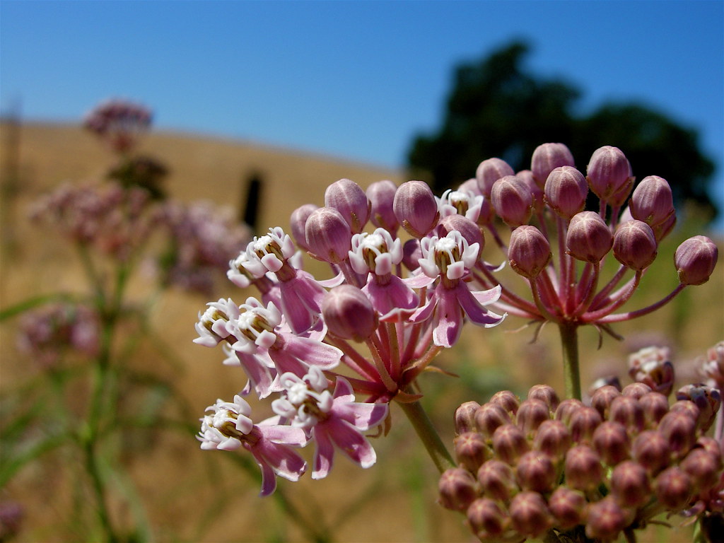 Asclepias Fascicularis